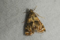 Neargyractis slossonalis