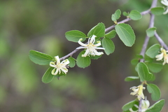 Magnoliopsida