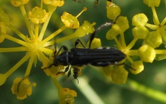 Stenopterus ater