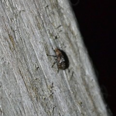 Euparius