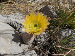 Echinocereus pectinatus