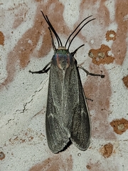 Pygarctia