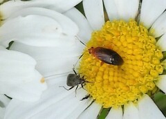 Rhinocapsus vanduzeei