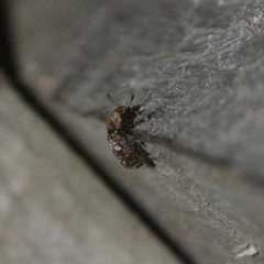 Euparius