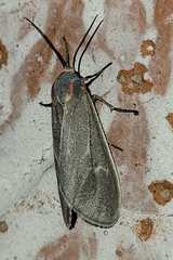 Pygarctia