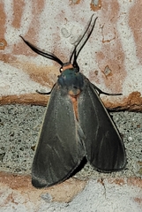Pygarctia