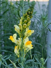 Linaria vulgaris