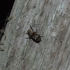 Euparius