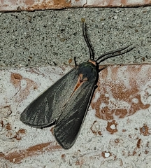 Pygarctia