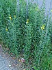 Linaria vulgaris