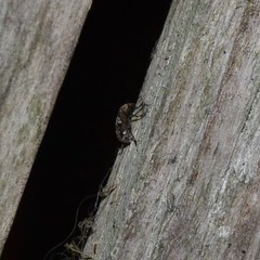 Euparius