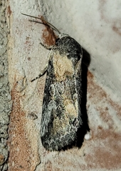 Aleptina