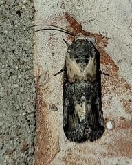 Aleptina