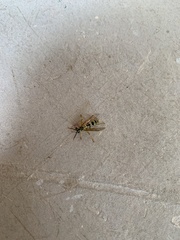 Mischocyttarus basimacula