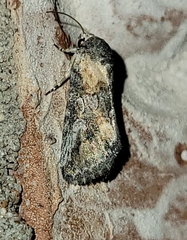 Aleptina
