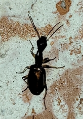 Colliuris