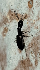 Colliuris