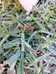 Pseudochorthippus parallelus