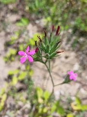 Dianthus armeria