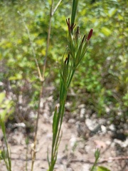 Dianthus armeria