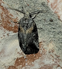 Aleptina inca