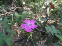 Dianthus balbisii