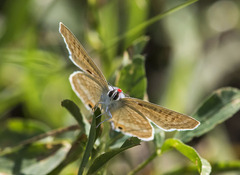 Lampides boeticus