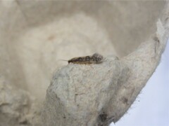 Agraylea multipunctata