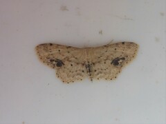 Idaea dimidiata