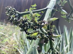 Agave desmettiana