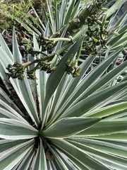 Agave desmettiana