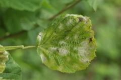 Eriophyes leiosoma