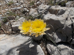 Echinocereus pectinatus