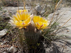 Echinocereus pectinatus