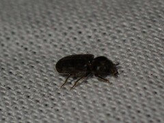 Heterocerus obsoletus