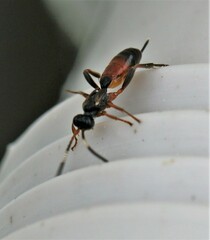 Pleolophus indistinctus