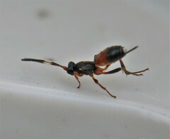 Pleolophus indistinctus