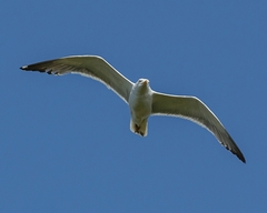 Larus fuscus