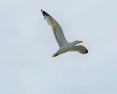 Larus fuscus