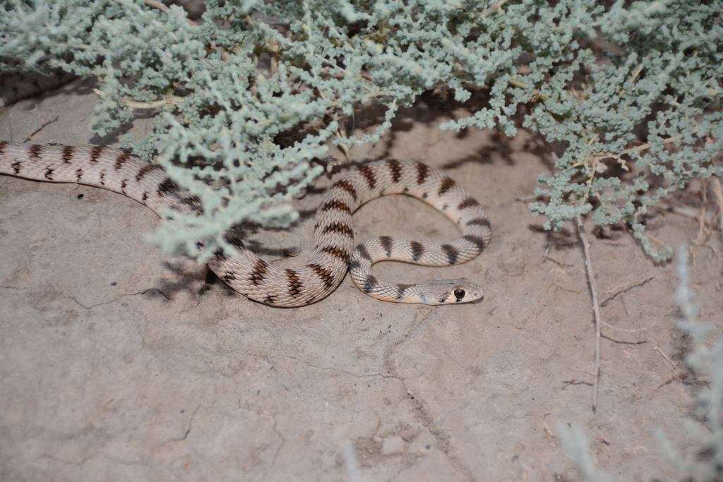 Spotted Desert Racer