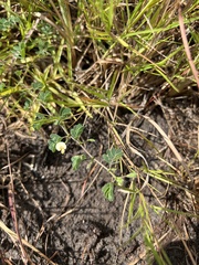 Aeschynomene viscidula