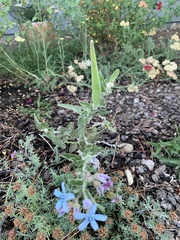 Matthiola tricuspidata