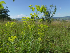 Euphorbia seguieriana