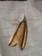 Donacaula mucronella