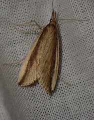 Donacaula mucronella