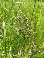 Scirpus sylvaticus