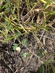 Aeschynomene viscidula