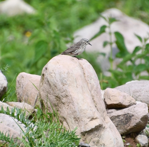 Planinska trepteljka (Anthus spinoletta)
