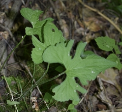 Viola triloba