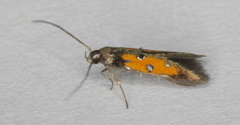 Chrysoclista linneella